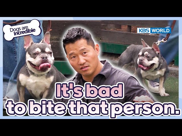 ⁣They don't learn this. [Dogs Are Incredible : EP.220-3] | KBS WORLD TV 240521