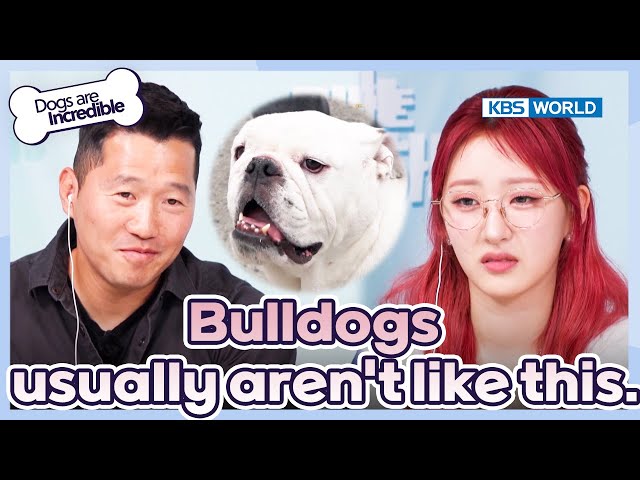 ⁣They look so dumb and cute. [Dogs Are Incredible : EP.220-1] | KBS WORLD TV 240521