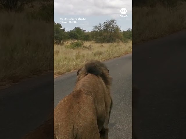 ⁣Mouthy lion roars as it passes by safari truck