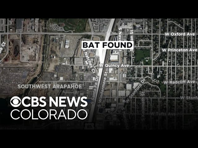 ⁣Two bats in two Colorado counties test positive for rabies
