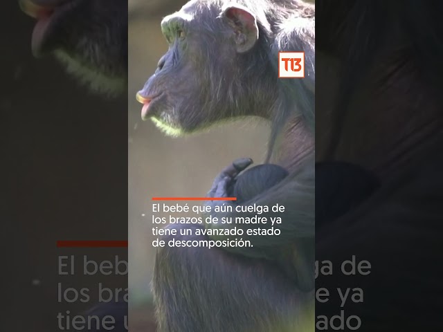 Chimpancé se niega a separarse del cuerpo de su cría que murió hace tres meses