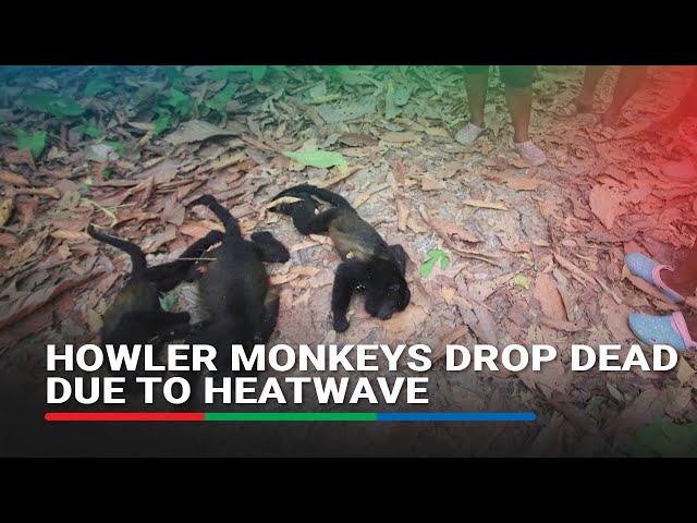 ⁣Mexico's howler monkeys dropping dead in fierce heatwave