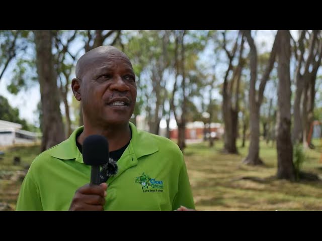 Applications to cut down mahogany trees a concern