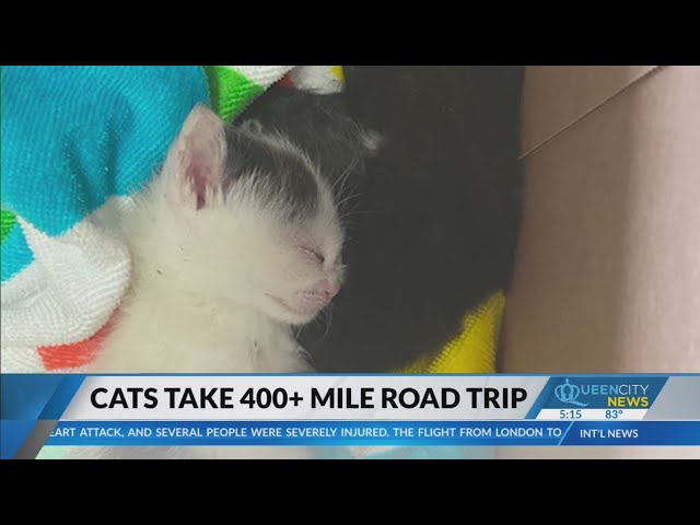 ⁣Feline stowaways find new homes 400 miles away in Maryland