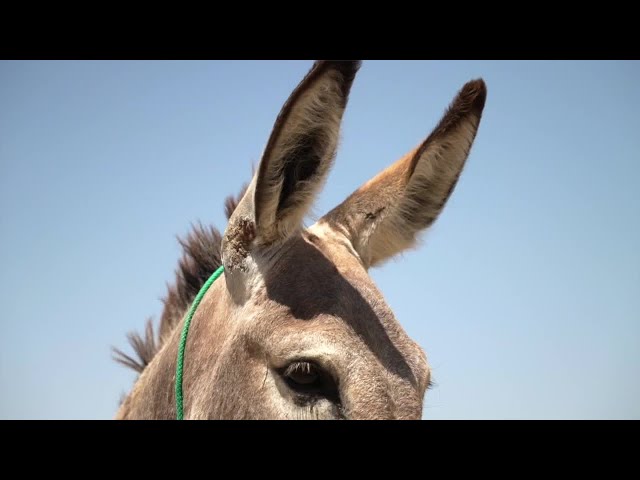 ⁣DONKEY MASSACRE: Reward money increases during search for those responsible for wild burro killings
