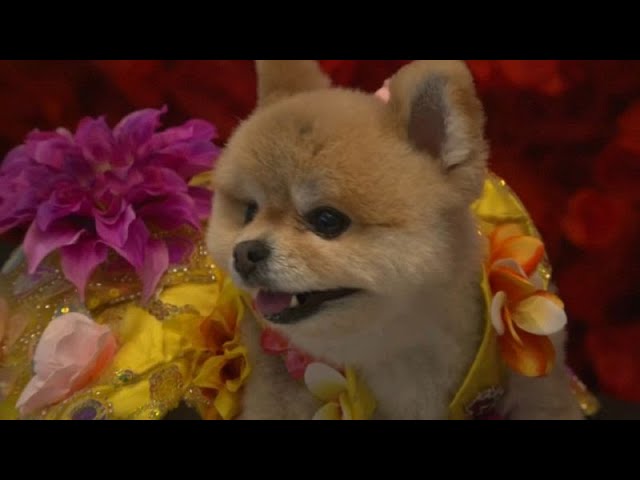 ⁣El Museo Canino de Nueva York organiza su propia 'Gala Met de perros'
