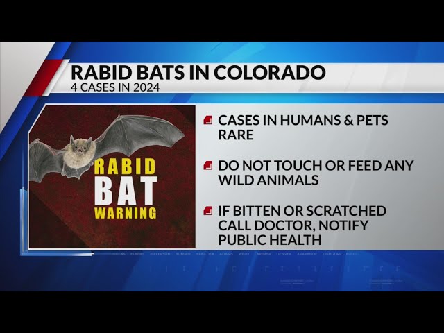 ⁣Rabid bats found in Englewood, El Paso County