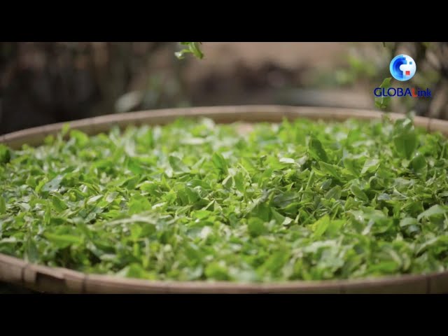 ⁣GLOBALink | China's booming tea industry imbued with new momentum
