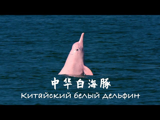 Первый экологический документальный фильм о сохранении и защите китайского белого дельфина