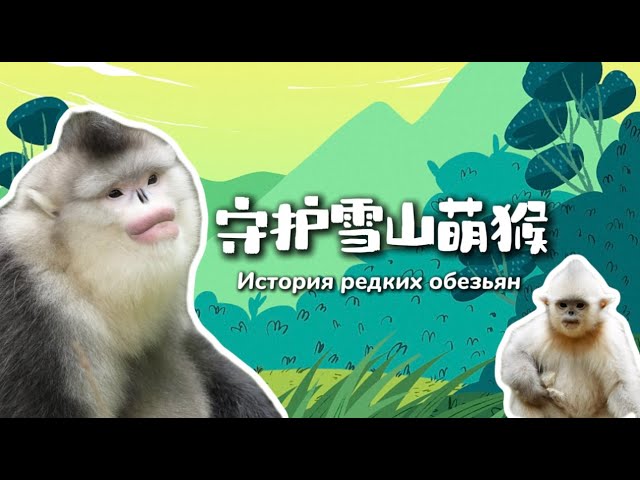 ⁣История китайских редких обезьян