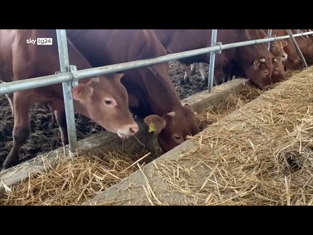 ⁣Siccità, camion carichi di fieno in dono agli allevatori siciliani