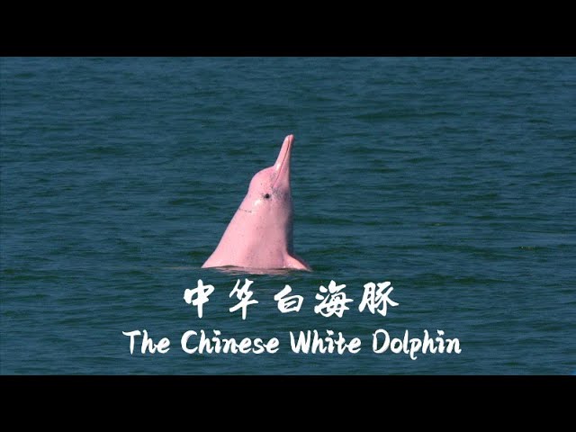 ⁣Le documentaire « Le dauphin blanc de Chine » diffusé ce soir sur une chaîne de CMG
