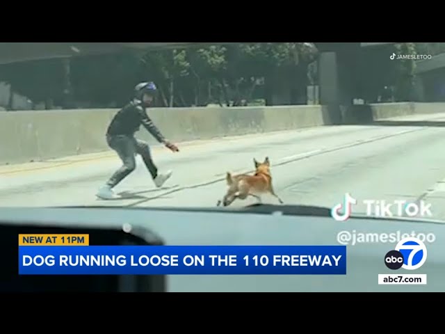⁣Dog rescued after running loose on 110 Freeway in downtown LA