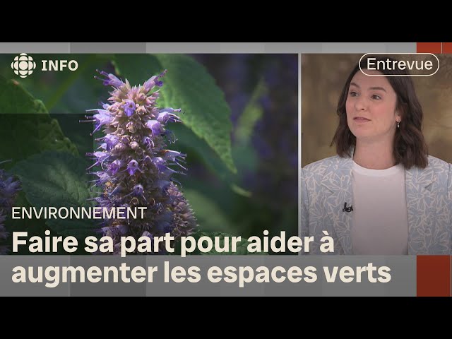 ⁣Préserver la biodiversité urbaine : du vert en ville et dans nos cours | D'abord l'info