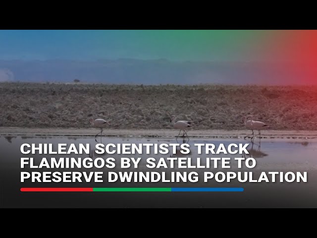 ⁣Chilean scientists track flamingos by satellite to preserve dwindling population