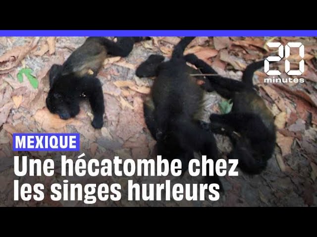 ⁣Mexique : De nombreux singes hurleurs meurent pendant la vague de chaleur