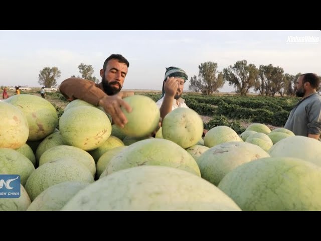 ⁣Iraq enters watermelon harvest season