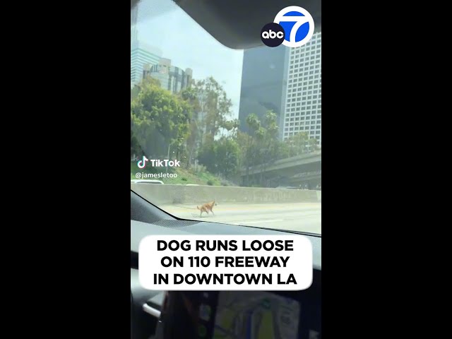 ⁣Dog runs loose on SoCal freeway