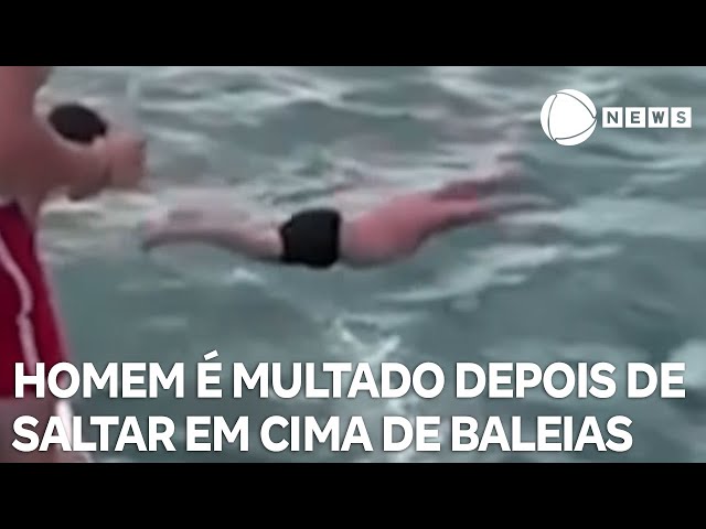 Homem é multado depois de saltar em duas orcas na Nova Zelândia