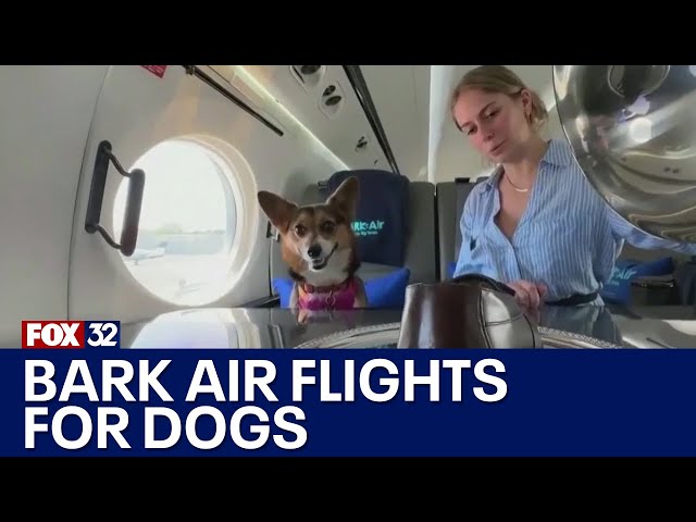 ⁣Luxury dog-friendly airline charges $6K+ for one-way fare