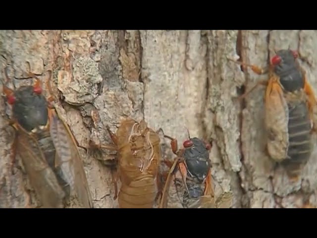 ⁣Cicadas have arrived in Chicago, but tinnitus sufferers face constant noise year-round