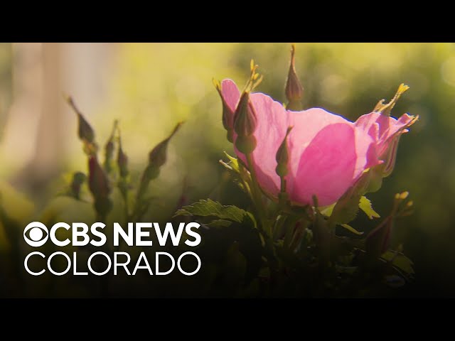 ⁣Amache Roses bloom, recalling Colorado's Japanese-American concentration camp