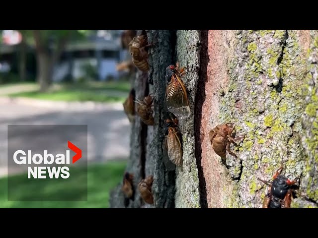 ⁣Billions of buzzing cicadas emerge across US: "Sounds like a science fiction movie"