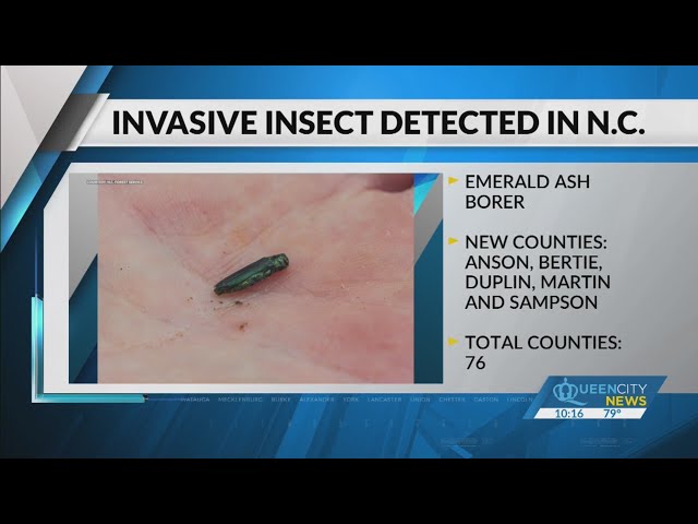 ⁣Invasive insect found in Anson County, spreading in NC