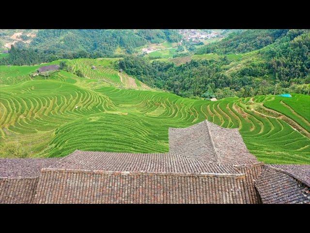 ⁣Longsheng rice terraces: A testament to agricultural resilience