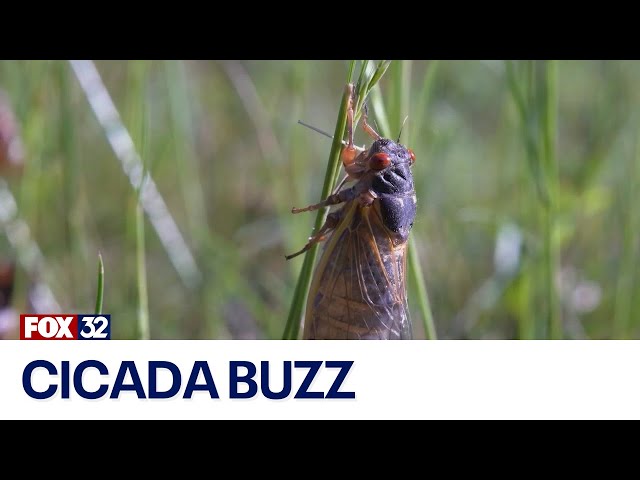 ⁣Cicadas in Chicagoland: Why some communities are buzzing while others are silent