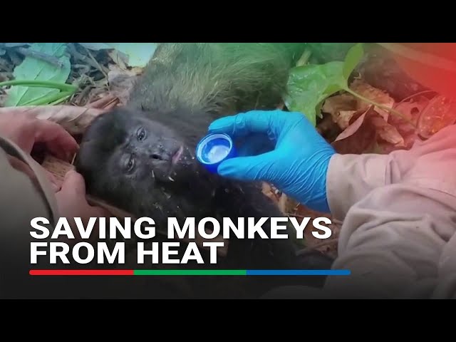 ⁣Rescuers race to bring water to howler monkeys dying in Mexican heatwave