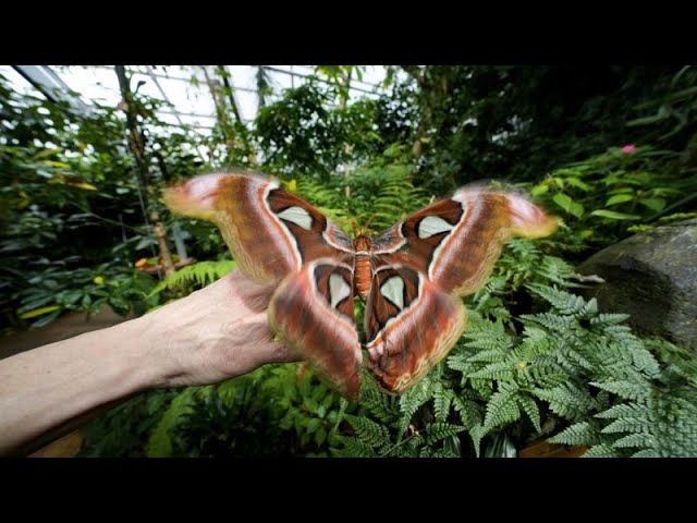 ⁣NoComment. La forêt de papillons contribue à sensibiliser le public à la biodiversité