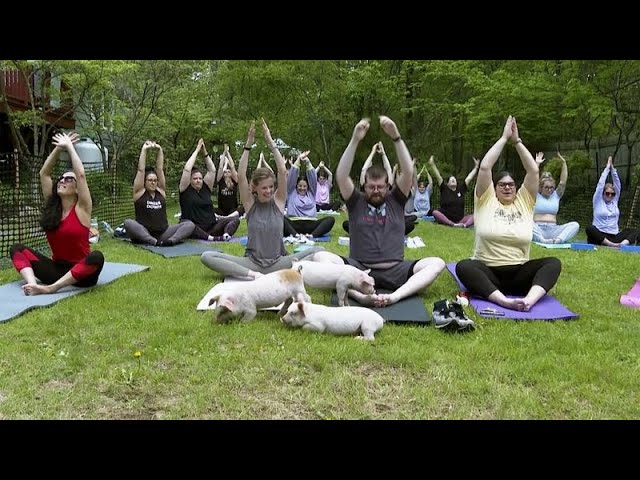 ⁣NoComment : yoga avec des chiots ? C'est dépassé - place à yoga avec des porcelets !