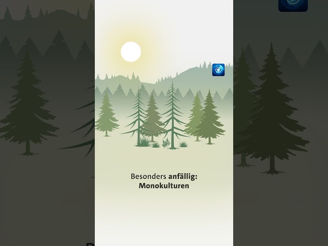 Waldumbau in Europa wird immer schwieriger #wald #tagesschau #nachrichten