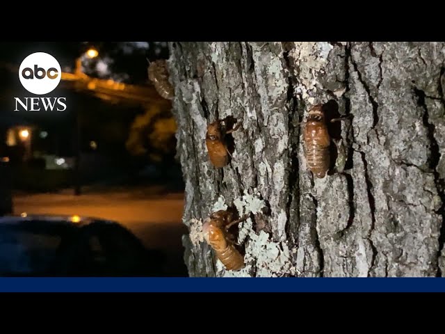 ⁣More cicadas emerging