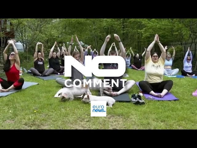 ⁣NO COMMMENT: Clases de yoga para cerditos en Massachusetts
