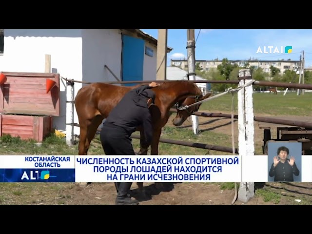 ⁣Численность Казахской спортивной породы лошадей находится на грани исчезновения