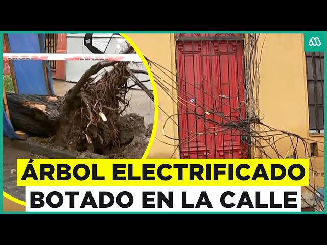 Árbol electrificado queda botado en la calle en centro de Santiago