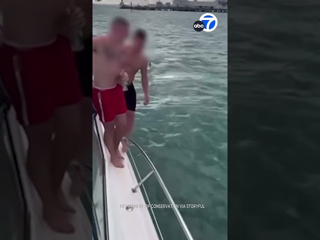 ⁣Man tries to "body slam" orca