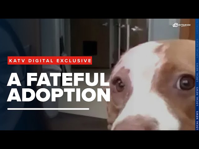 ⁣Arkansas Fire Chief rescues Pitbull from fire, family adopts her after miraculous recovery