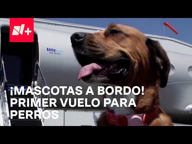 ⁣Primer vuelo para perros y dueños: Así será la cómoda experiencia - Las Noticias