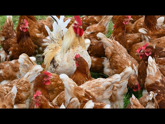 ⁣Hundreds of thousands of chickens killed in Vic to stop spread of bird flu