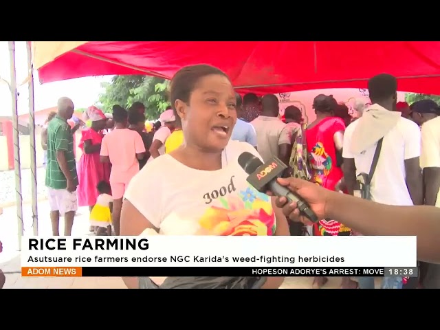 ⁣Rice Farming: Asutsuare rice farmers endorse NGC Karida's weed-fighting herbicides -Dwadie - Ne