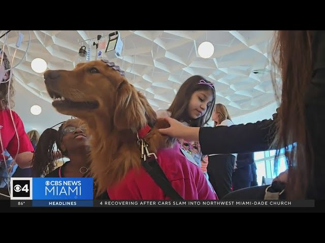 ⁣Goldie the golden retriever is a hero to patients at Joe DiMaggio Children's Hospital