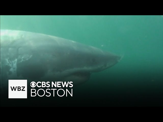 ⁣Great white shark bites seen on whales and seals in Massachusetts waters