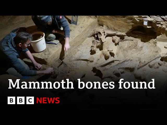 ⁣Mammoth bones discovered in wine cellar in Austria | BBC News