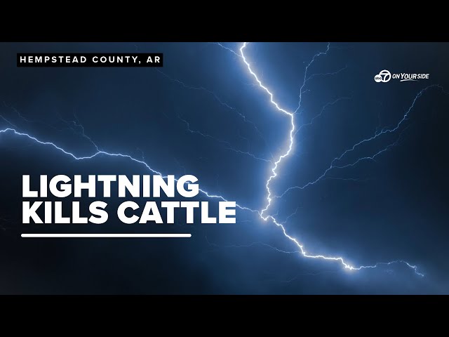 ⁣Lightning strike kills 19 cows sheltering under a tree in Hempstead County, Arkansas