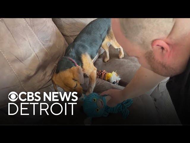⁣Metro Detroit sheriff deputy says fostering animals is "rewarding"
