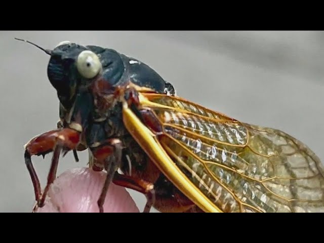 ⁣Field Museum adds rare blue-eyed cicada found by local family to its collection