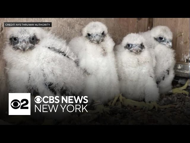 ⁣Names of falcon chicks in nest on Gov. Mario M. Cuomo Bridge revealed